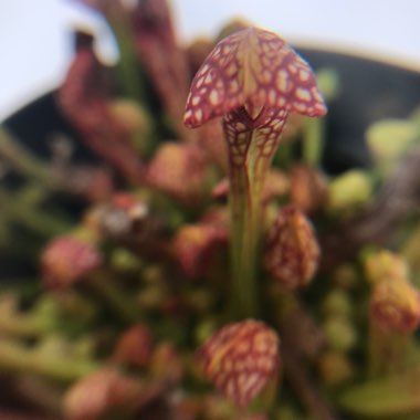 Sarracenia wrigleyana 'Scarlet Belle'