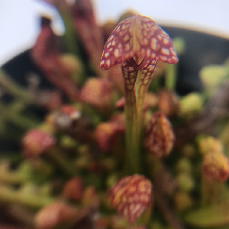 Plant image Sarracenia wrigleyana 'Scarlet Belle'