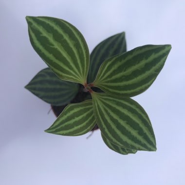 Peperomia puteolata