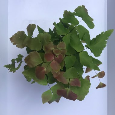 Adiantum capillus-veneris