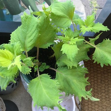 Plectranthus scutellarioides 'UF0843' syn. Plectranthus scutellarioides 'Wasabi'