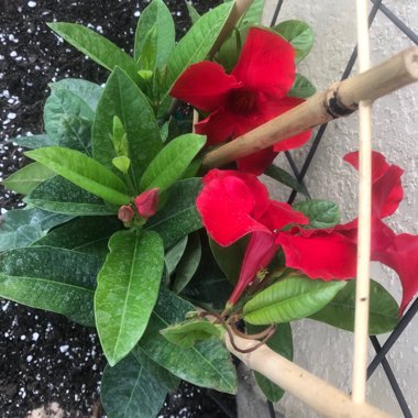 Mandevilla diamantina Topaze 'Vermillon'