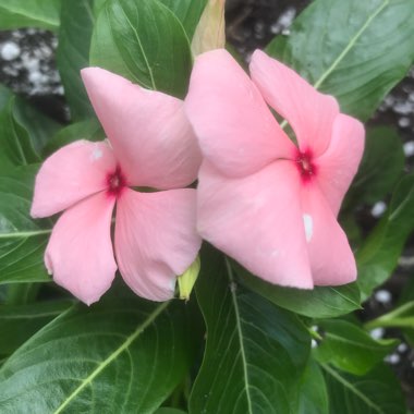 Catharanthus roseus syn. Vinca rosea