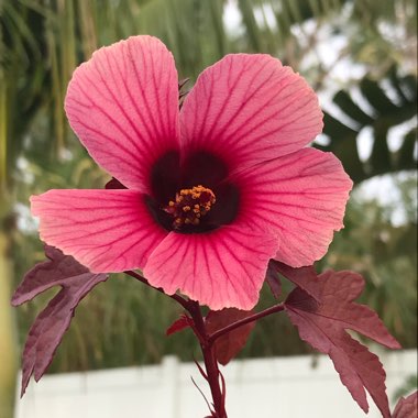 Hibiscus acetosella