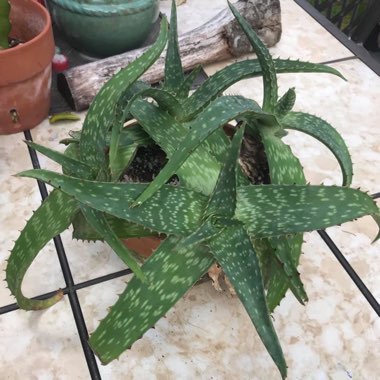 Aloe Maculata