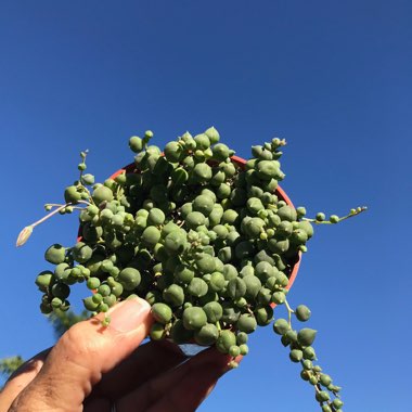 Senecio rowleyanus