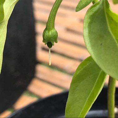 Capsicum Annuum 'Jalapeno'