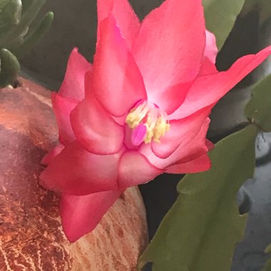 Schlumbergera truncata