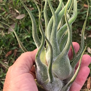 Tillandsia bulbosa