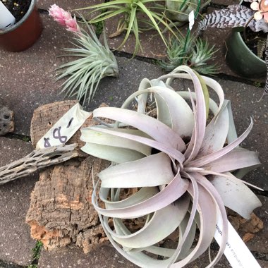 Tillandsia xerographica