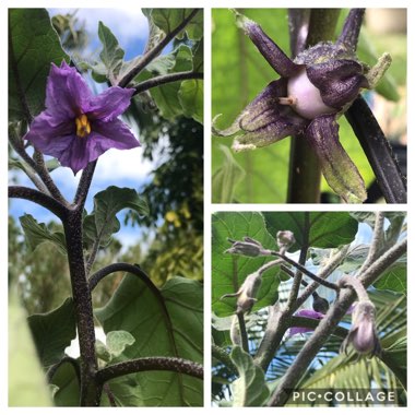 Solanum melongena