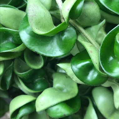 Hoya carnosa 'Compacta'