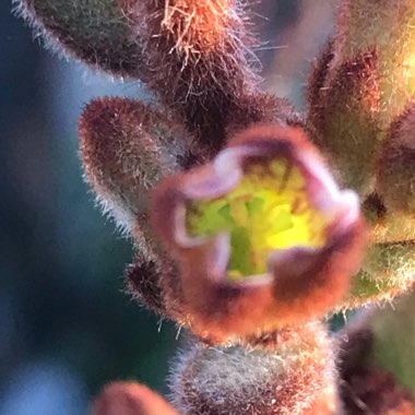 Kalanchoe Tomentosa 'Chocolate Soldier'