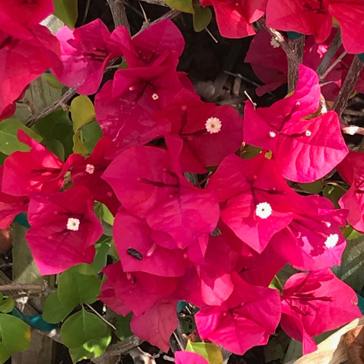 Plant image Bougainvillea 'Scarlet O'Hara'