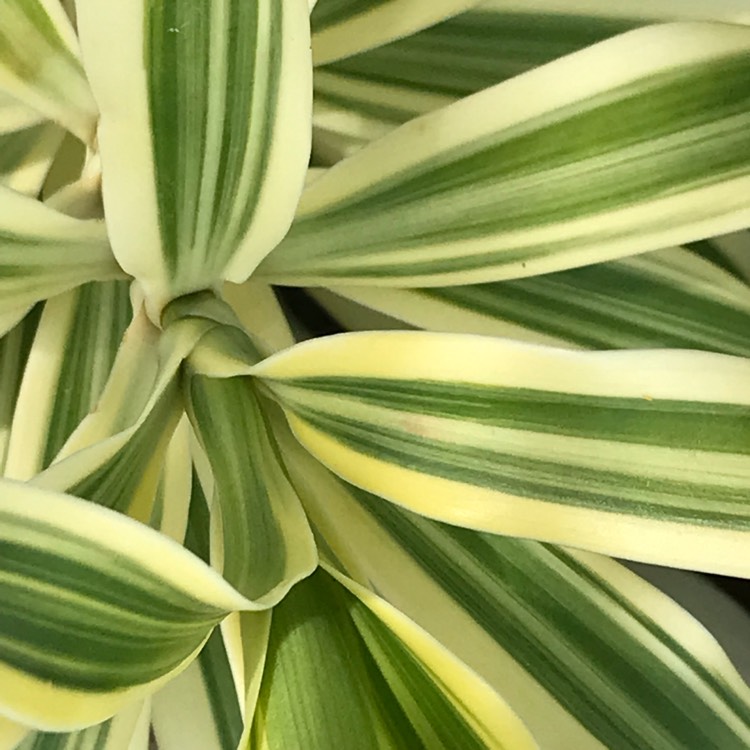 Plant image Dracaena Reflexa 'Variegata'