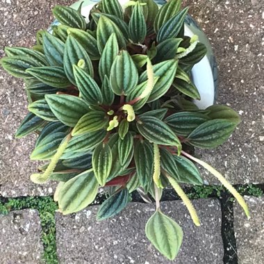 Peperomia 'Eden Rosso'