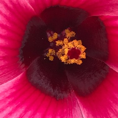 Hibiscus acetosella