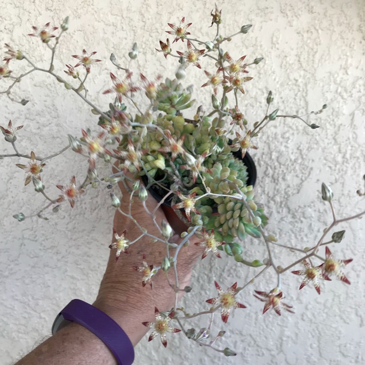 Plant image Graptopetalum Glassii