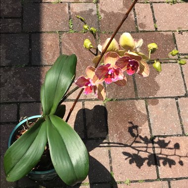 Phalaenopsis