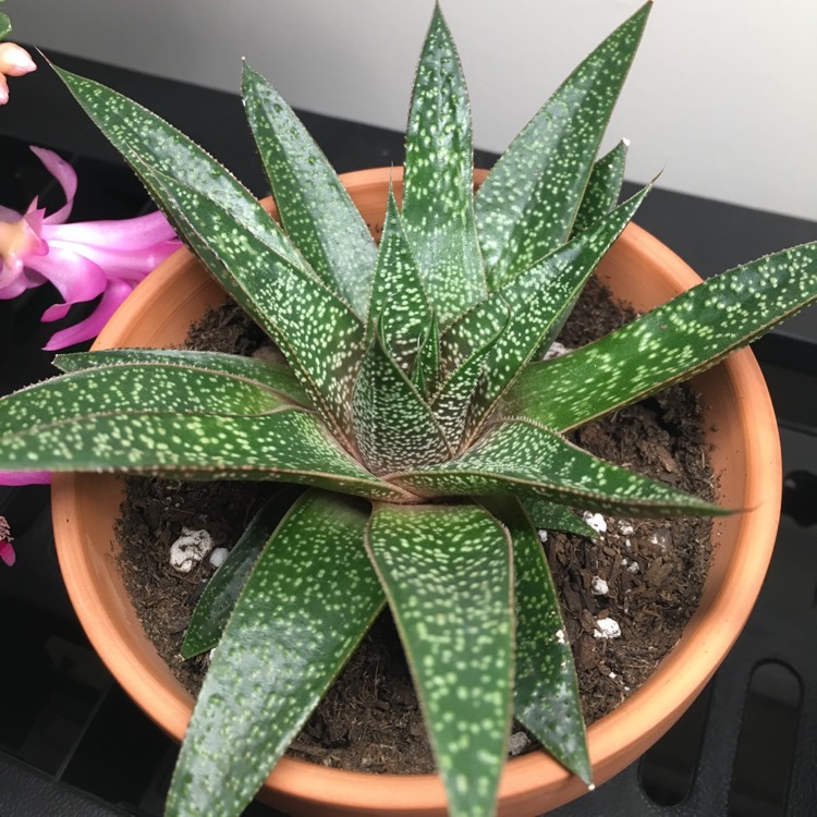 x Gasteraloe 'Flow', Gasteraloe 'Flow' - uploaded by @tastyfries