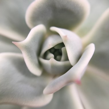 Echeveria