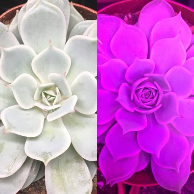 Echeveria