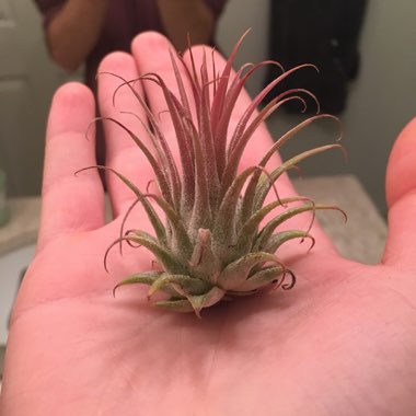 Airplant