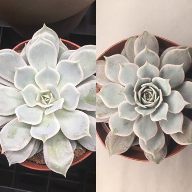 Echeveria