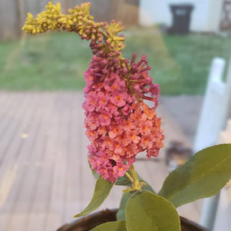 Plant image Buddleja x weyeriana 'Bicolor' syn. Buddleja davidii 'Bicolor', Buddleja x weyeriana 'Flower Power', Buddleja 'Kaleidoscope'