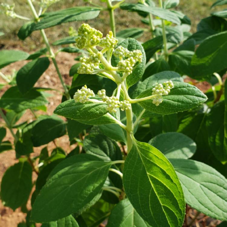 Plant image Hydrangea Macrophylla 'Teller White' syn.  'Libelle'