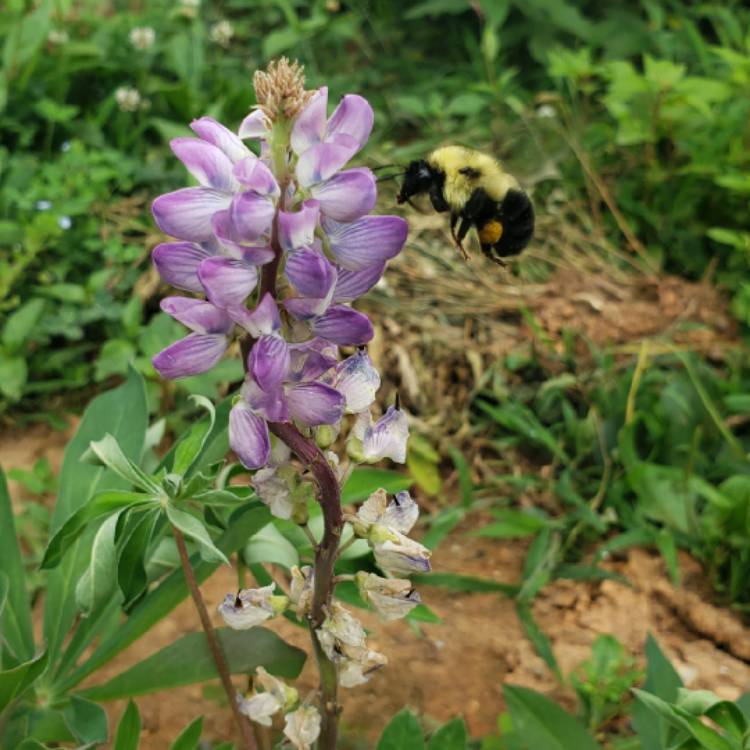 Plant image Lupinus 'Russell Mix'