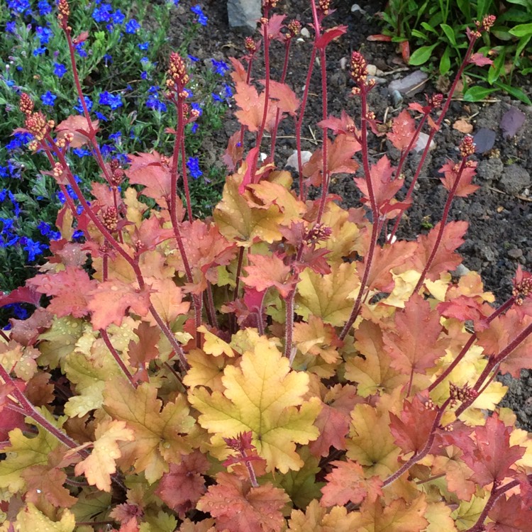 Plant image Plectranthus scutellarioides 'Balcenna' syn. Plectranthus scutellarioides 'Henna'