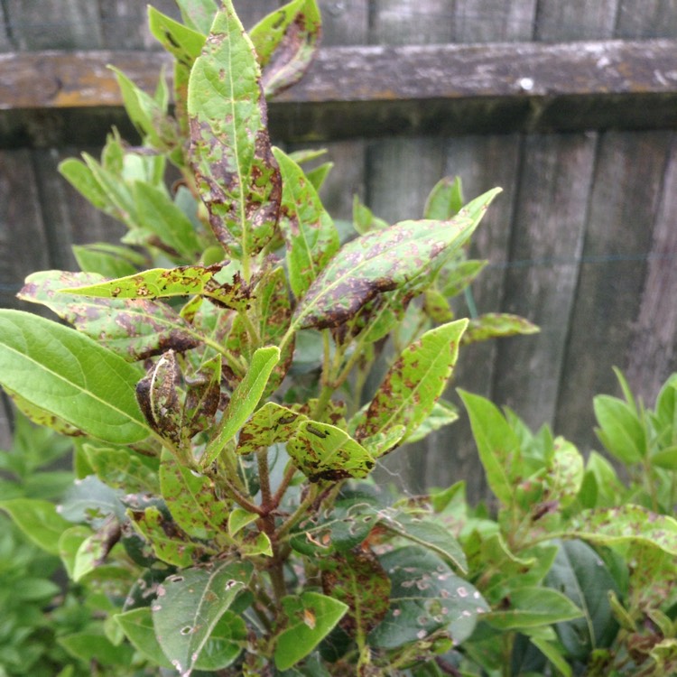 Plant image Viburnum x burkwoodii