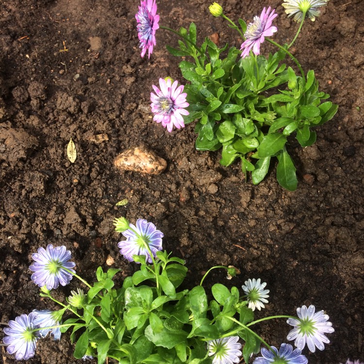 Plant image Osteospermum '3D 'Silver'