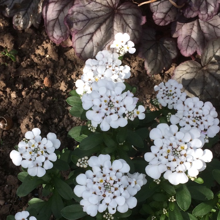 Plant image Iberis sempervirens 'Masterpiece'