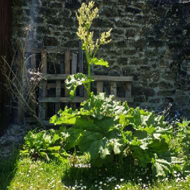 Rhubarb 'Canada Red'