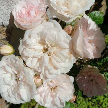 Rose 'Earth Angel' (Floribunda)