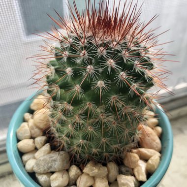 Mammillaria spinosissima f. rubrispina