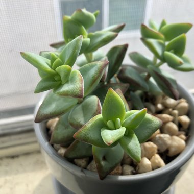 Crassula Tom Thumb