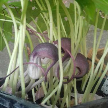 Arisarum proboscideum