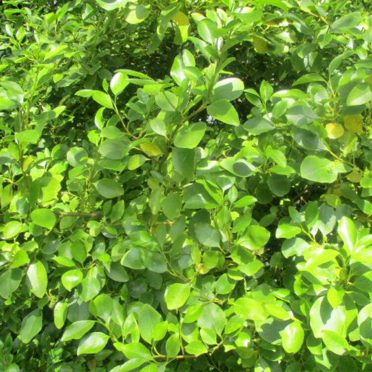 Plant image Griselinia littoralis