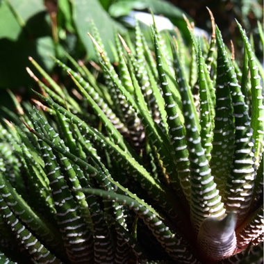 Haworthia Fasciata 'Big Band'