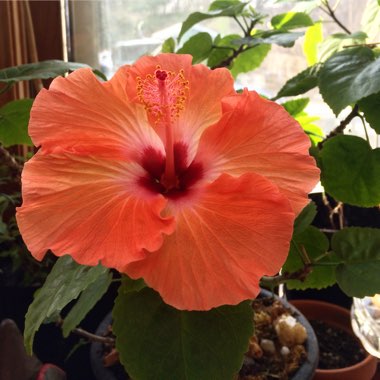 Hibiscus rosa-sinensis 'Santana'