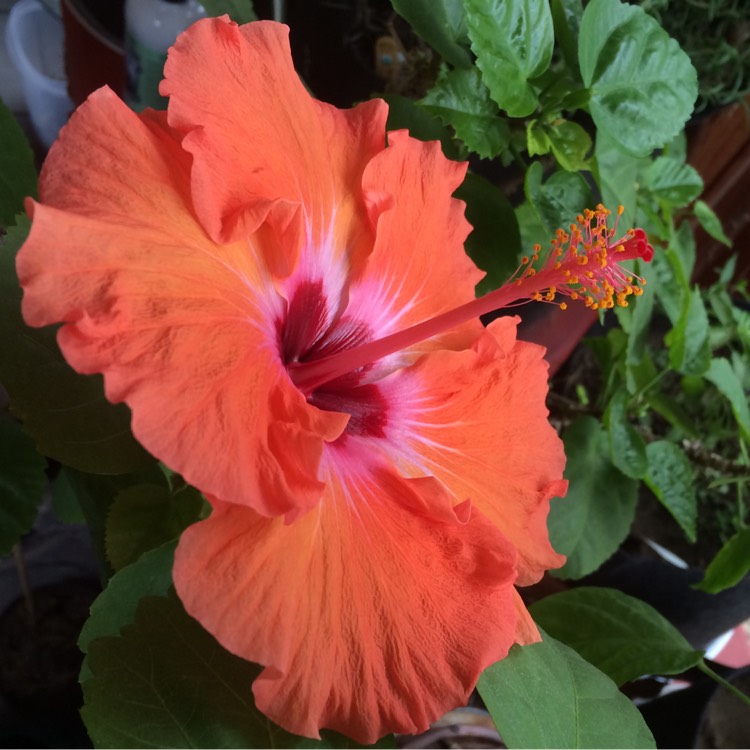 Plant image Hibiscus rosa-sinensis 'Santana'