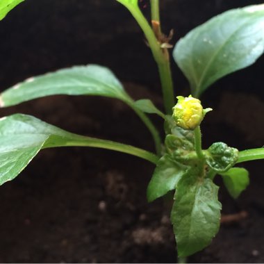 Acmella oleracea syn. Spilanthes oleracea  ; Spilanthes acmella