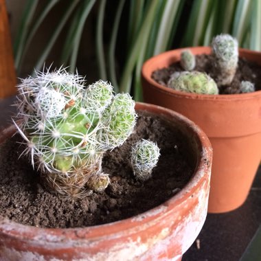 Mammillaria vetula 'Fragilis' syn. Mammillaria gracilis var. fragilis, Mammillaria fragilis