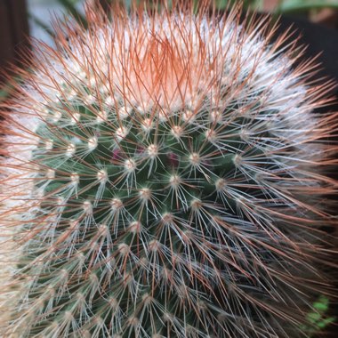 Mammillaria spinosissima f. rubrispina