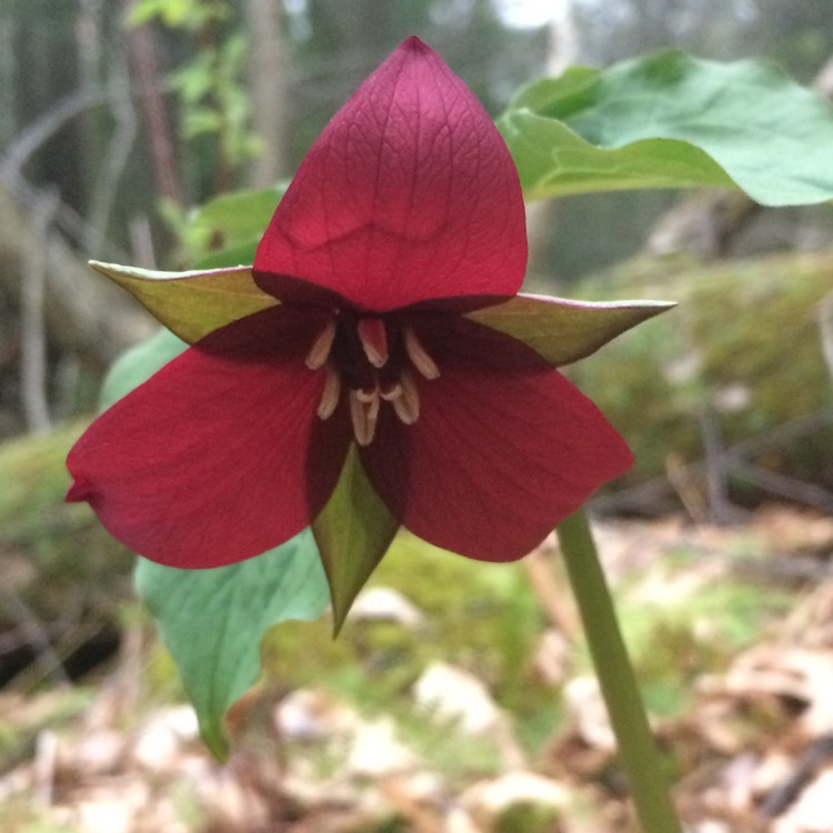 Plant image Trillium