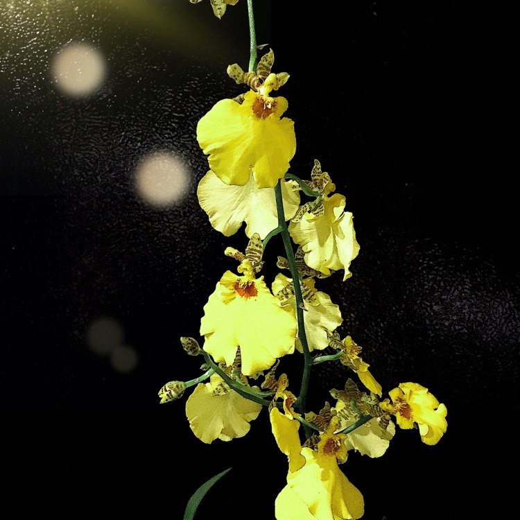 Plant image Oncidium 'Sweet Sugar'