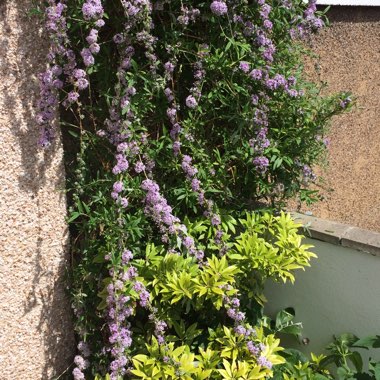 Alternative-leaved Butterfly Bush